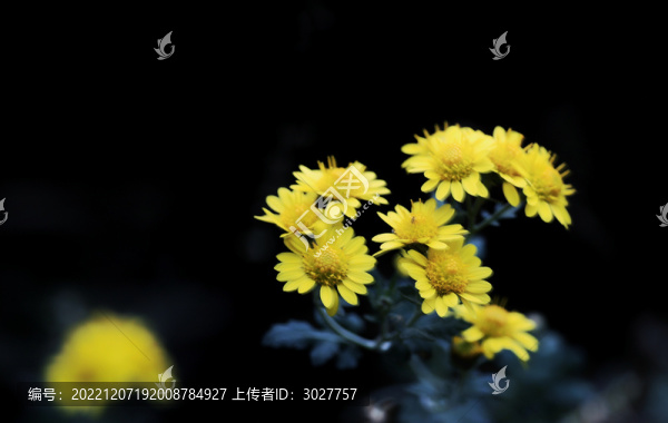 甘菊