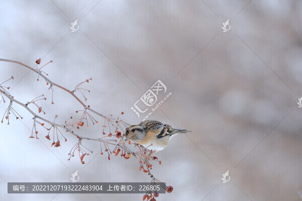 小鳥