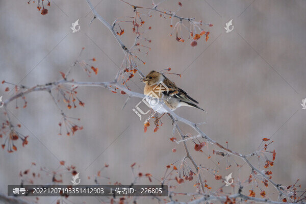 麻雀