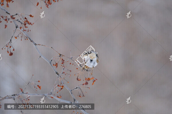 麻雀