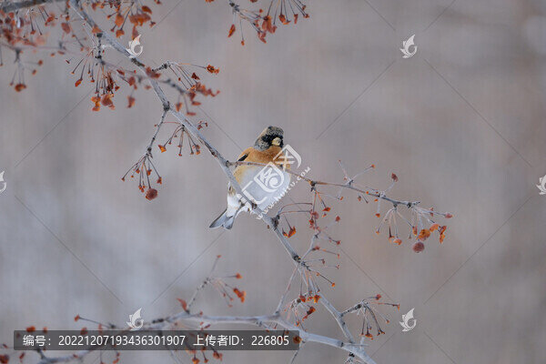 小鳥