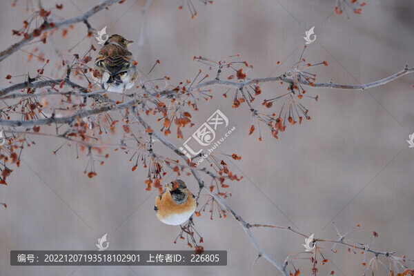 燕雀