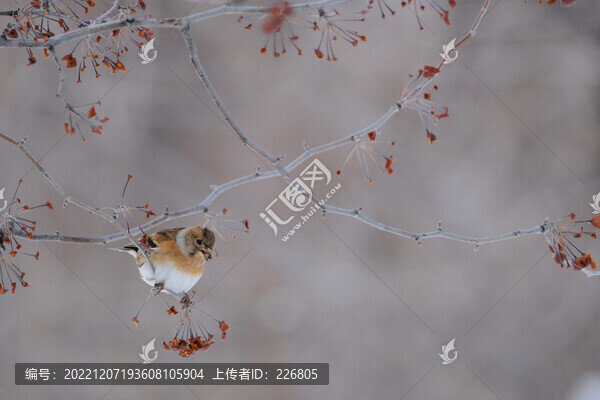 小麻雀