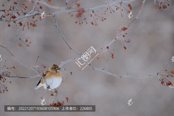 小麻雀