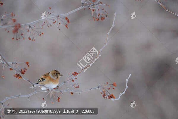小麻雀
