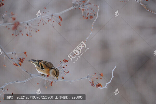 燕雀