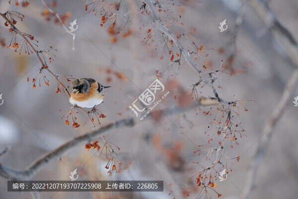 燕雀
