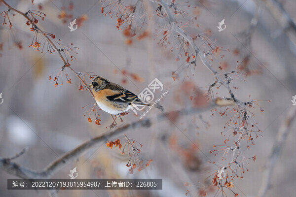 小鳥