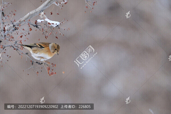 小鳥