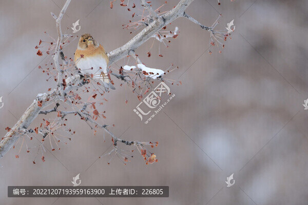 燕雀