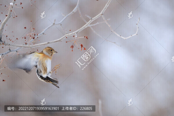 麻雀