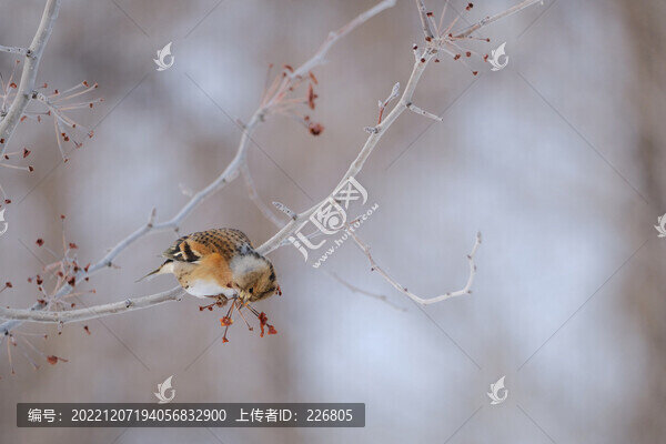 燕雀