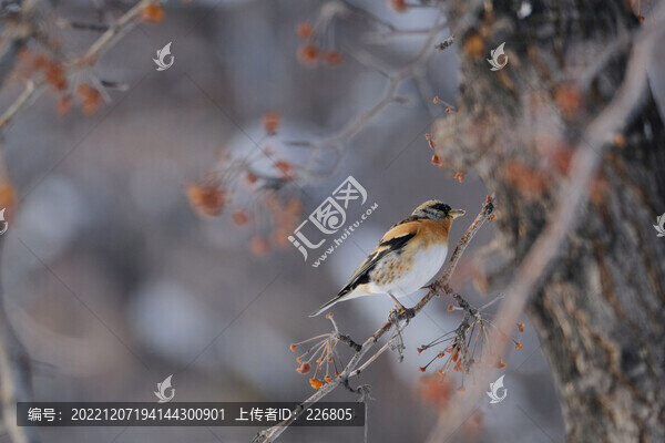 燕雀