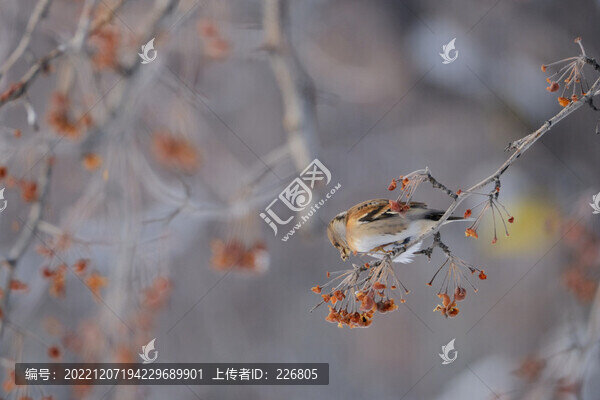 燕雀