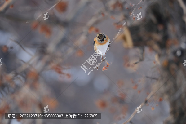 燕雀