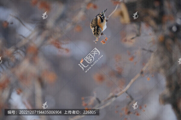 燕雀