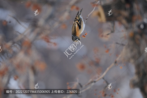 燕雀