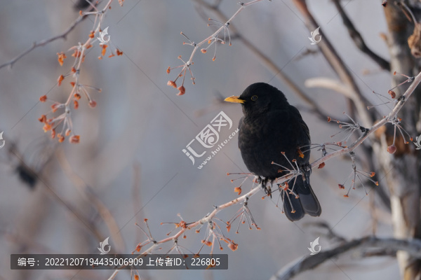 黃嘴山鴉