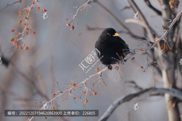 黃嘴山鴉