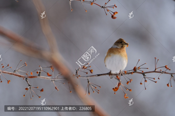 燕雀