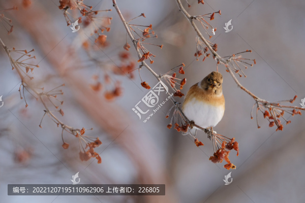 黃喉鹀