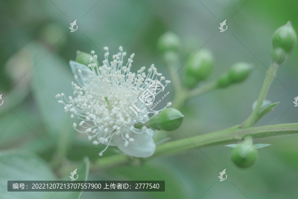 石榴花