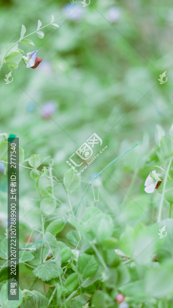 豌豆花