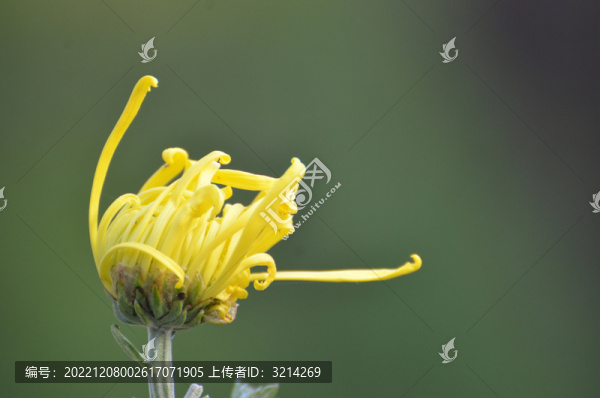 黃色菊花