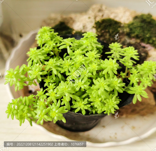 多肉植物