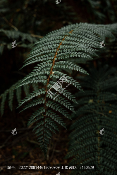 蕨類植物