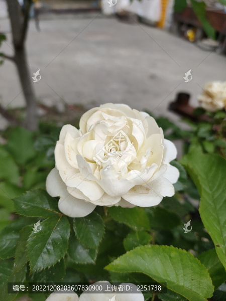 茶花