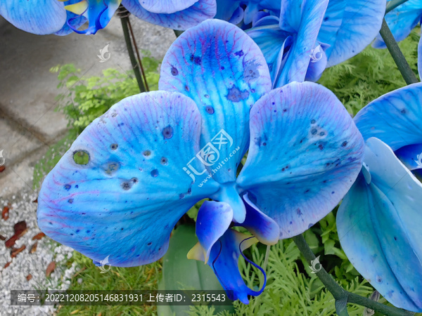 藍(lán)色蝴蝶蘭