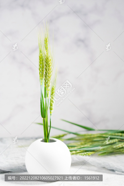 麥穗