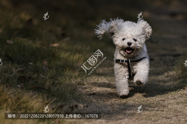 可愛的比熊犬