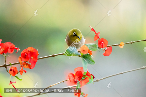 花鳥(niǎo)圖