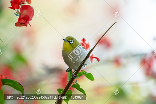 花鳥圖