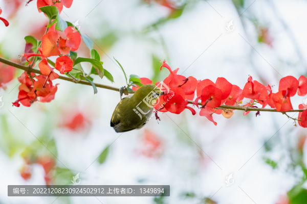 花鳥圖