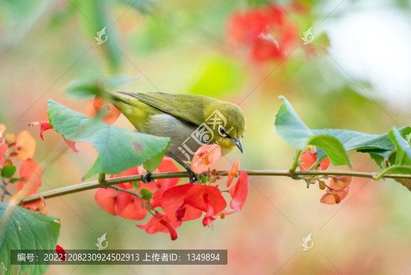花鳥圖