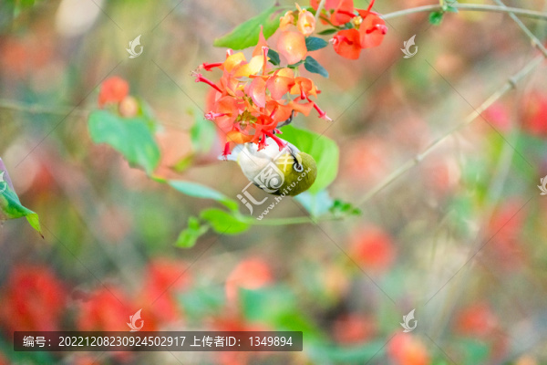 花鳥圖