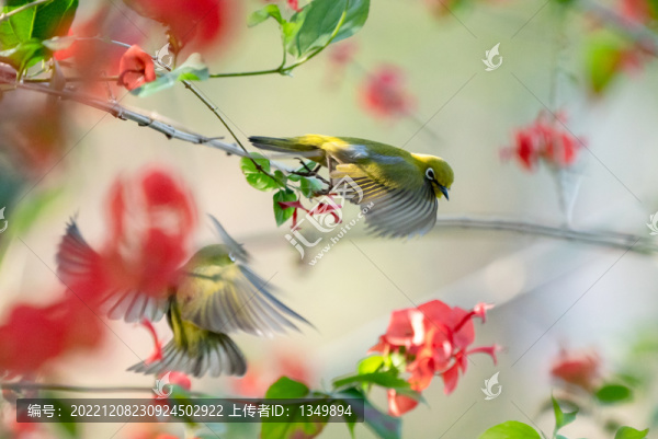 花鳥(niǎo)圖