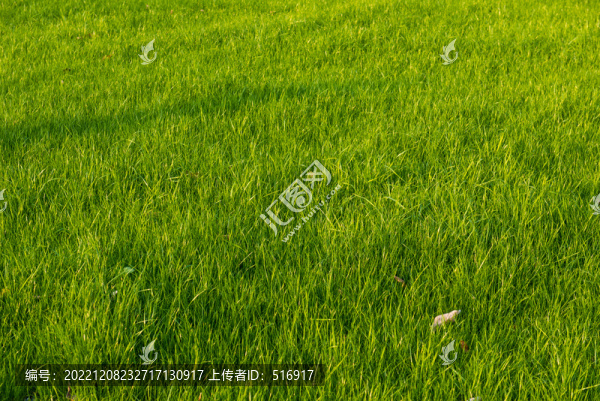 綠色草坪