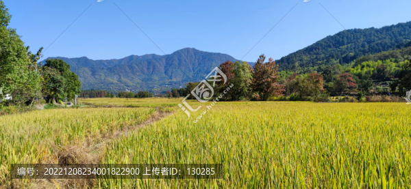 初秋的田野