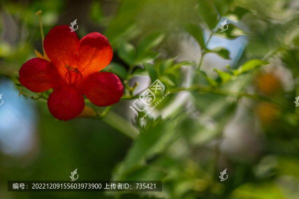 凌霄花