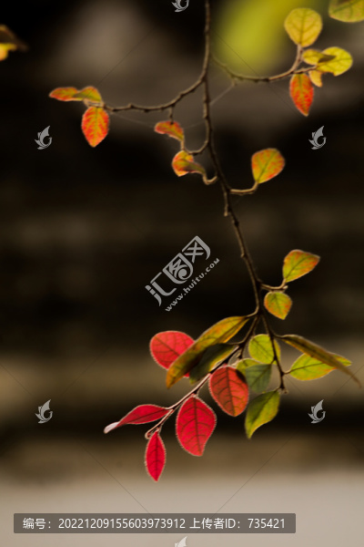 紅葉