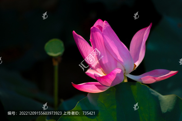 荷花
