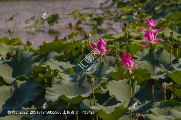 荷花