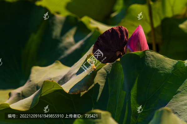 荷花