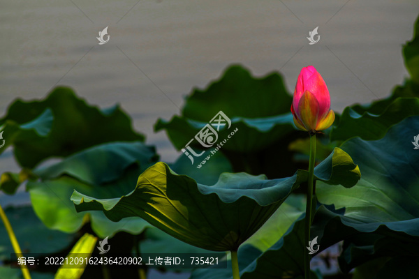 荷花