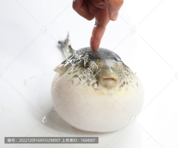 河豚