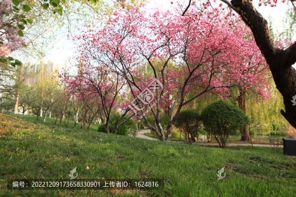 春天的公園